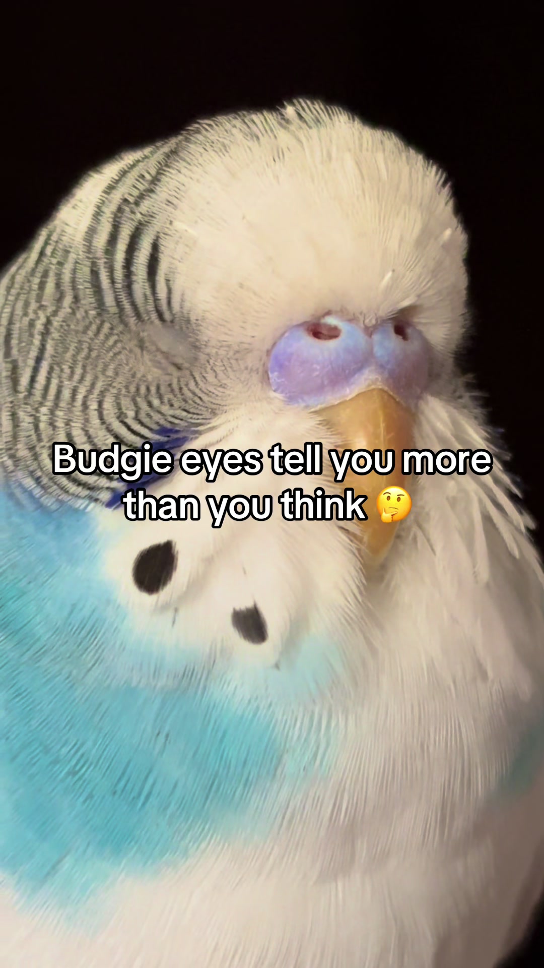 @Tiny Tweets