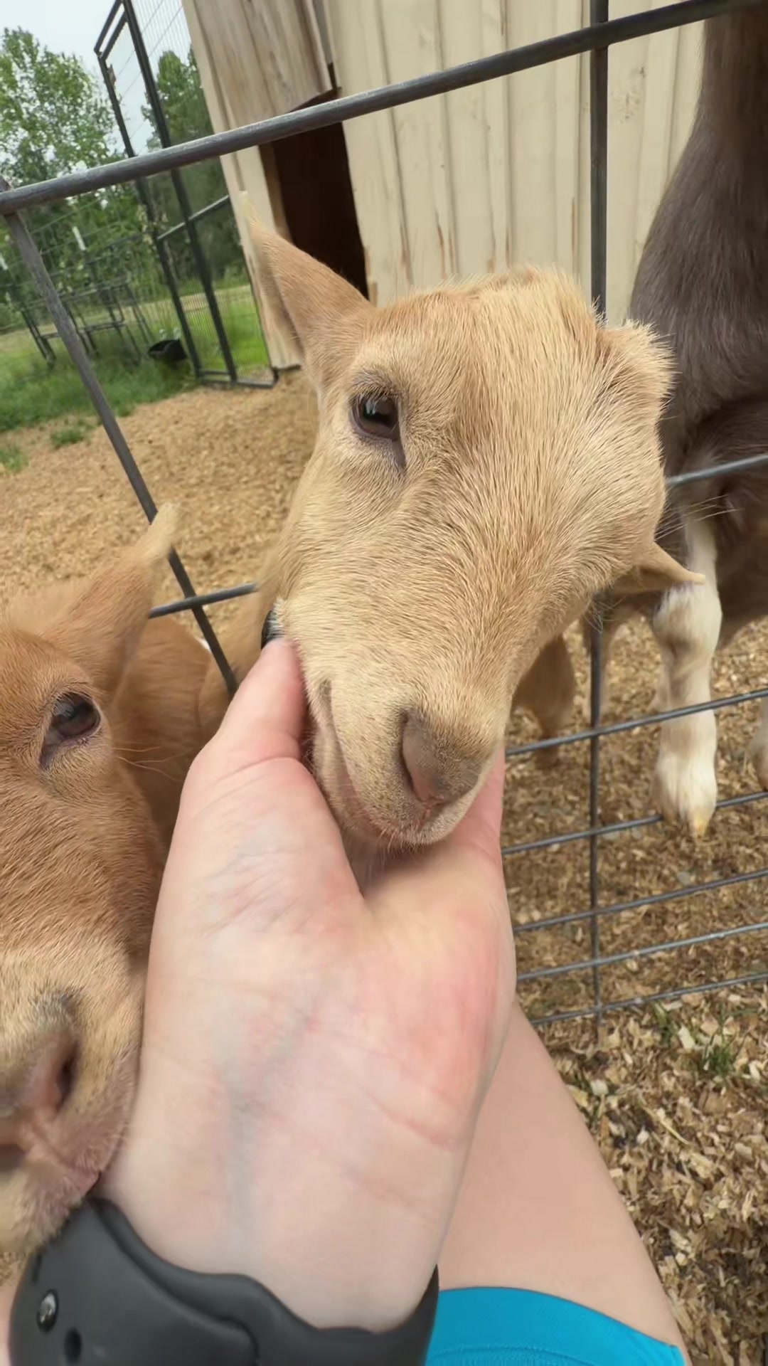 @bonnie.brook.farm