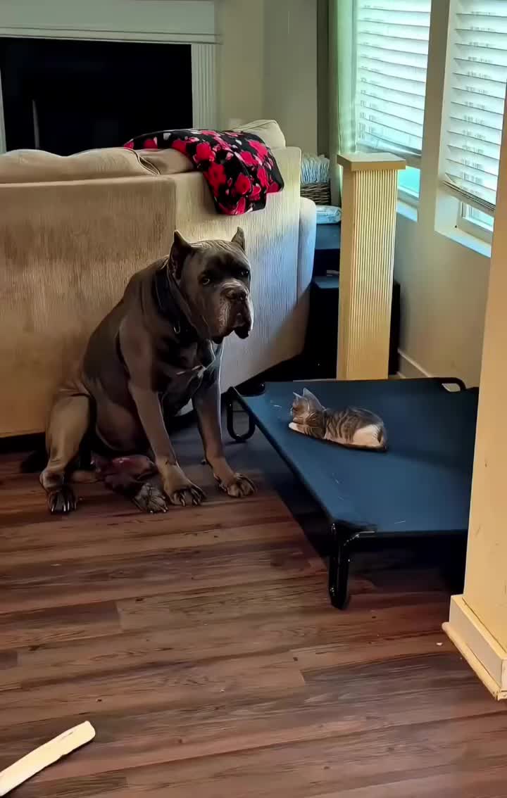@Charlee The Cane Corso