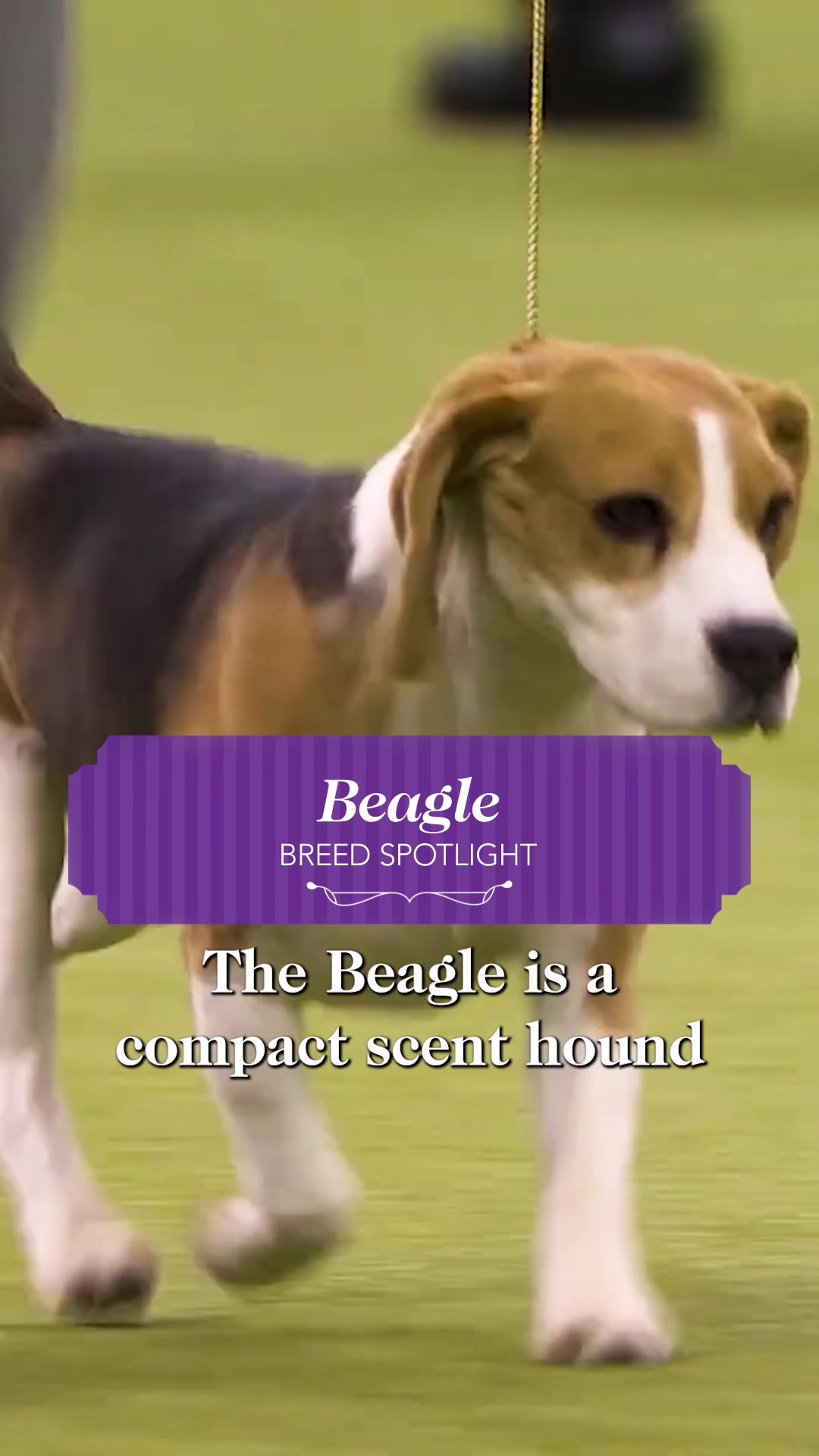 @Westminster Kennel Club