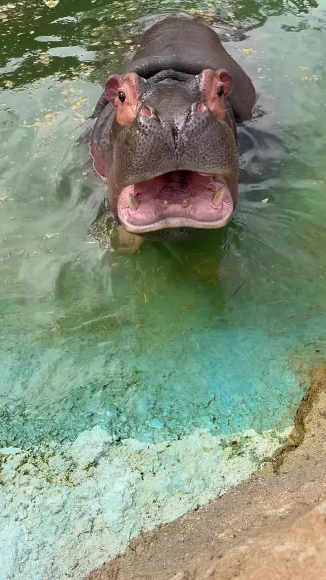 @Hippo