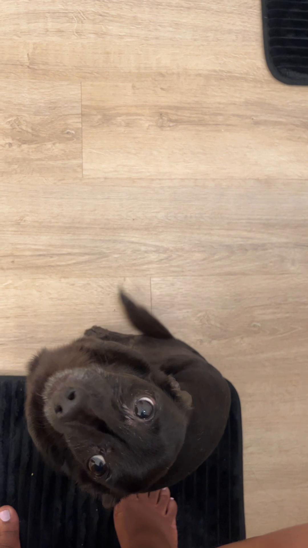 @Blackjack_Chihuahua