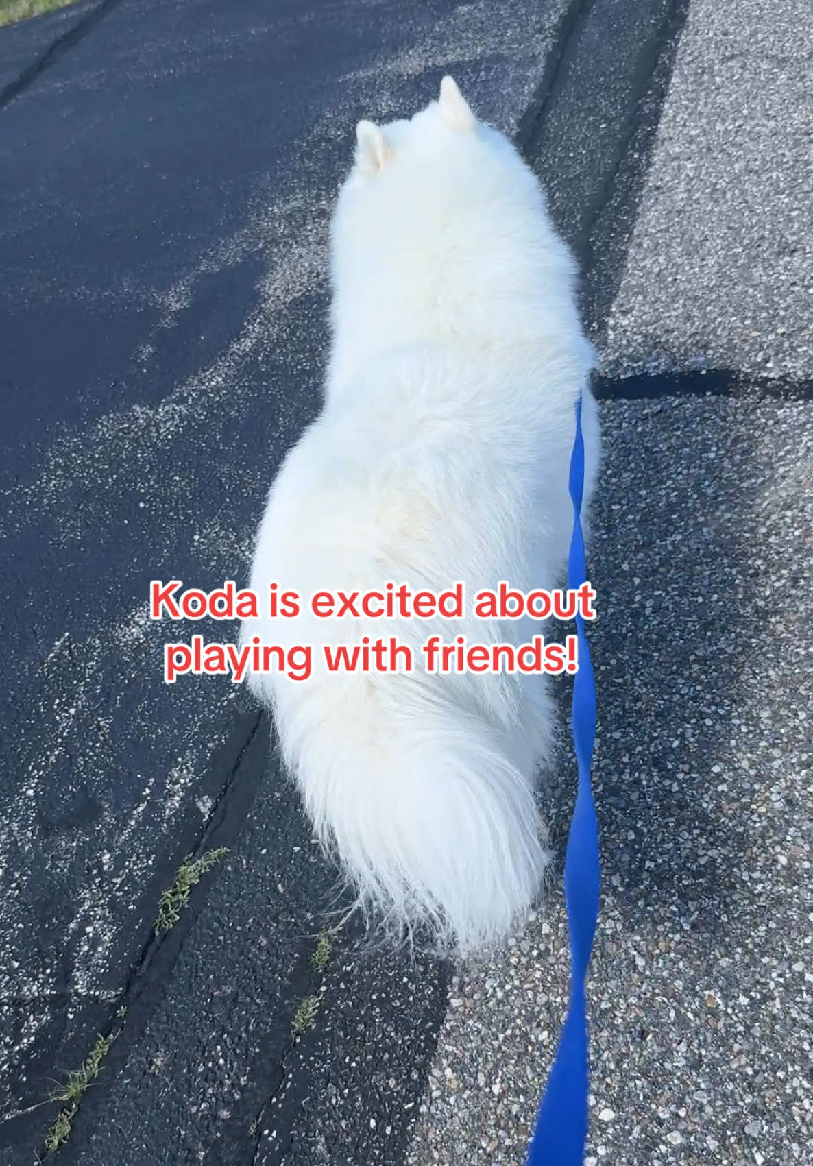 @Koda