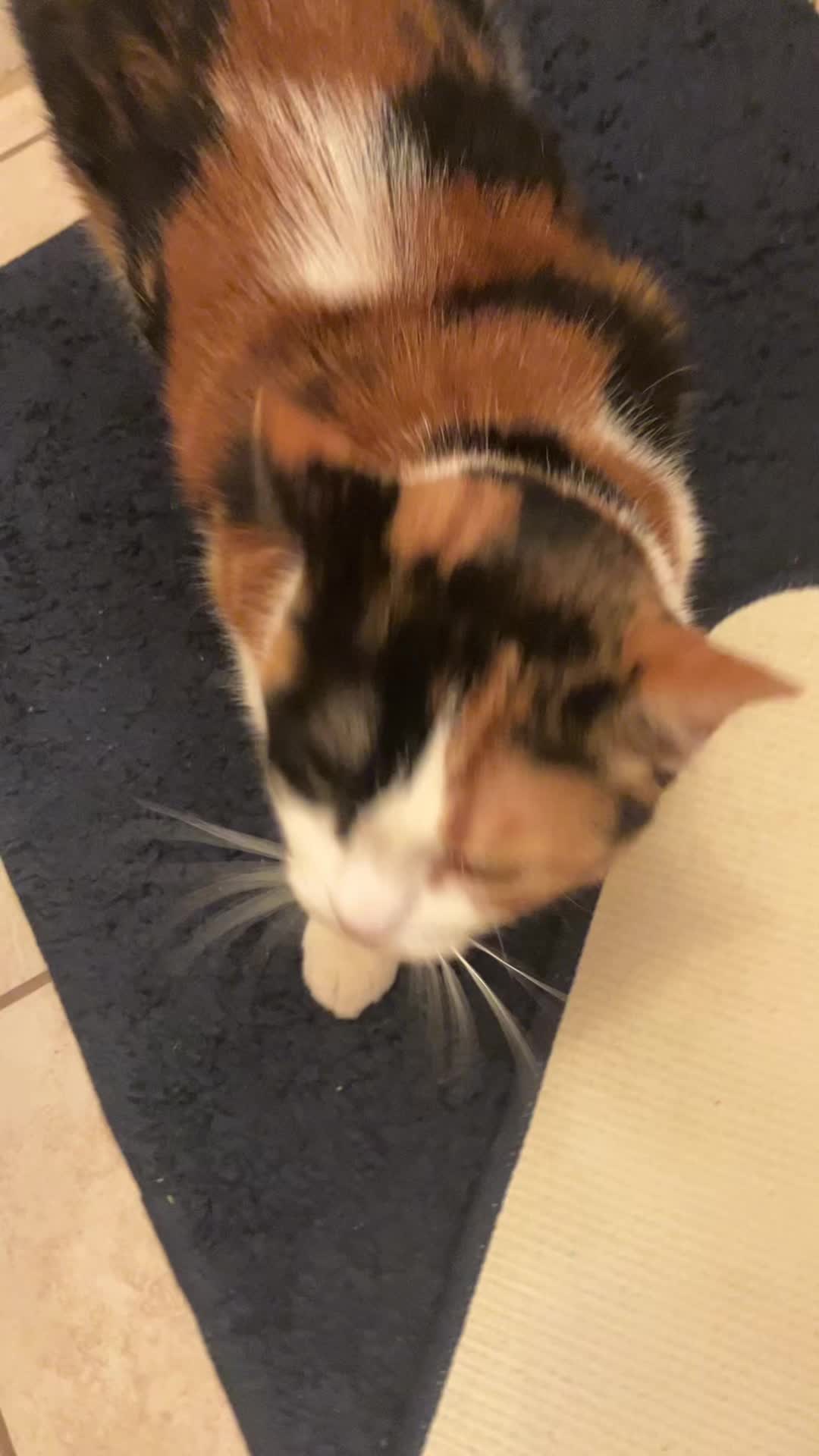 @sweetiethecalicocat