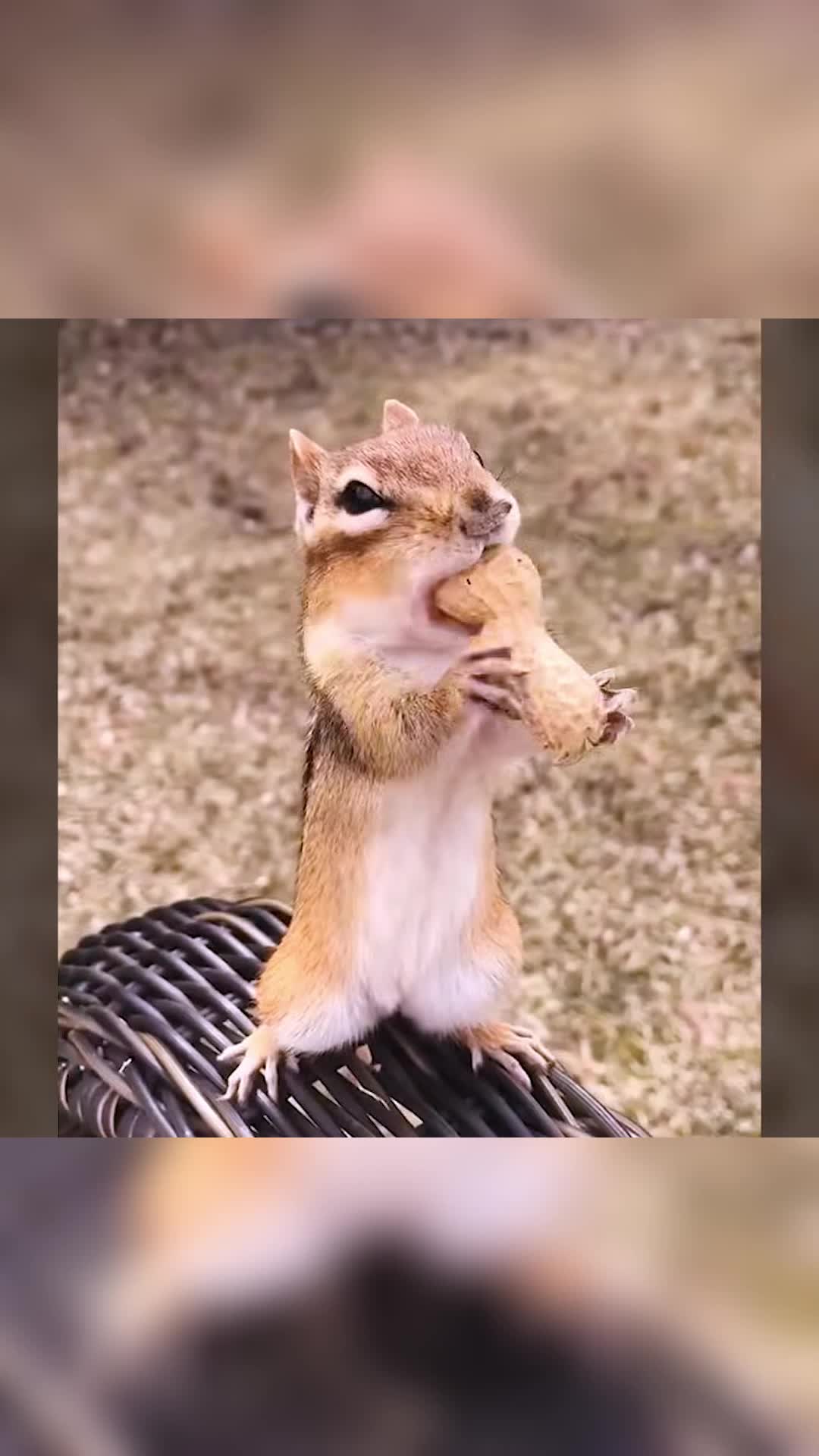 @Animals Stories