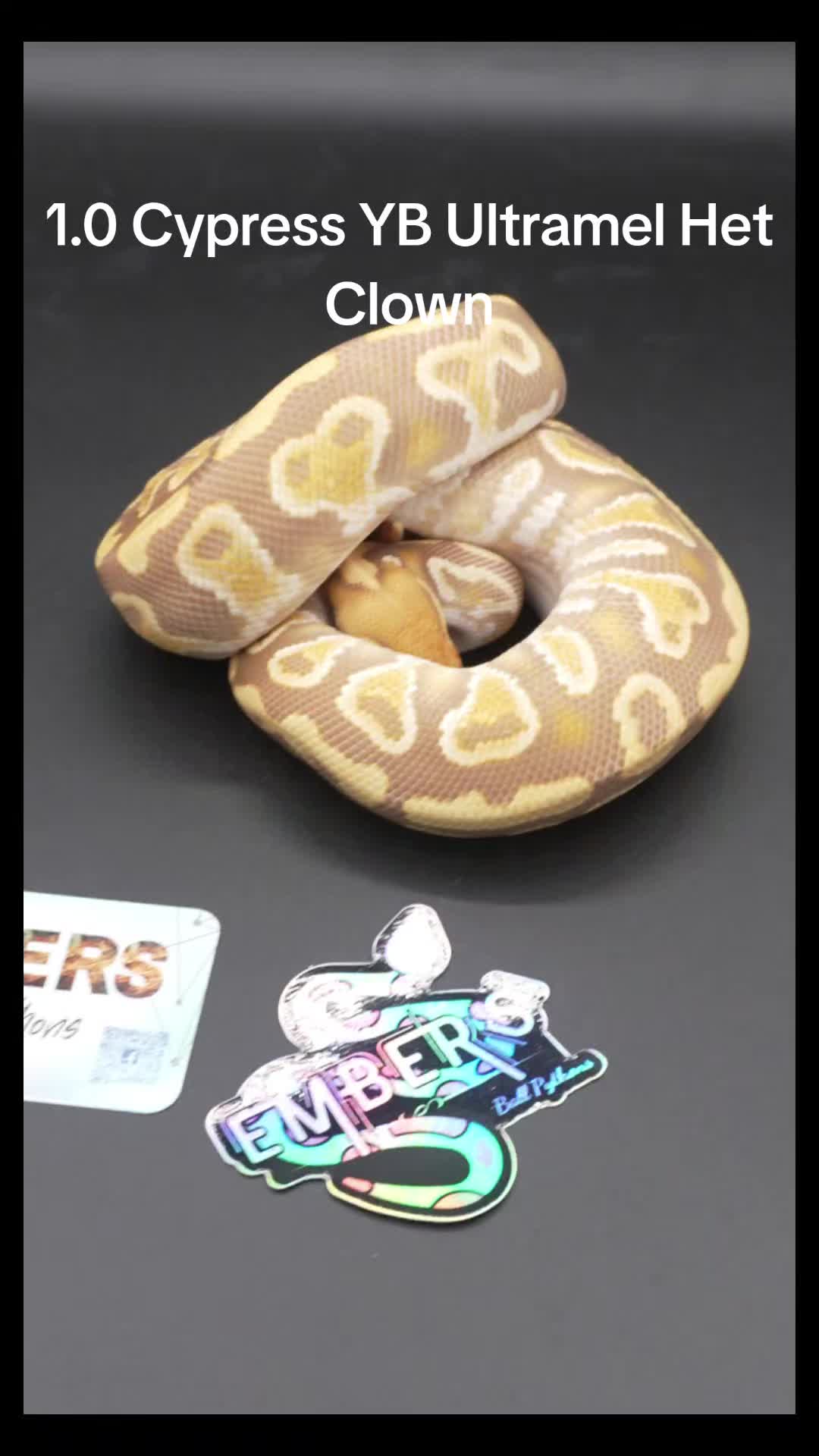 @Proxima Reptilis