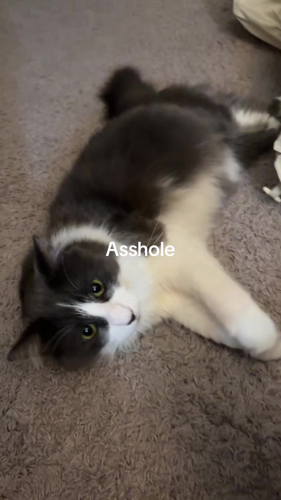 @Tophiachu