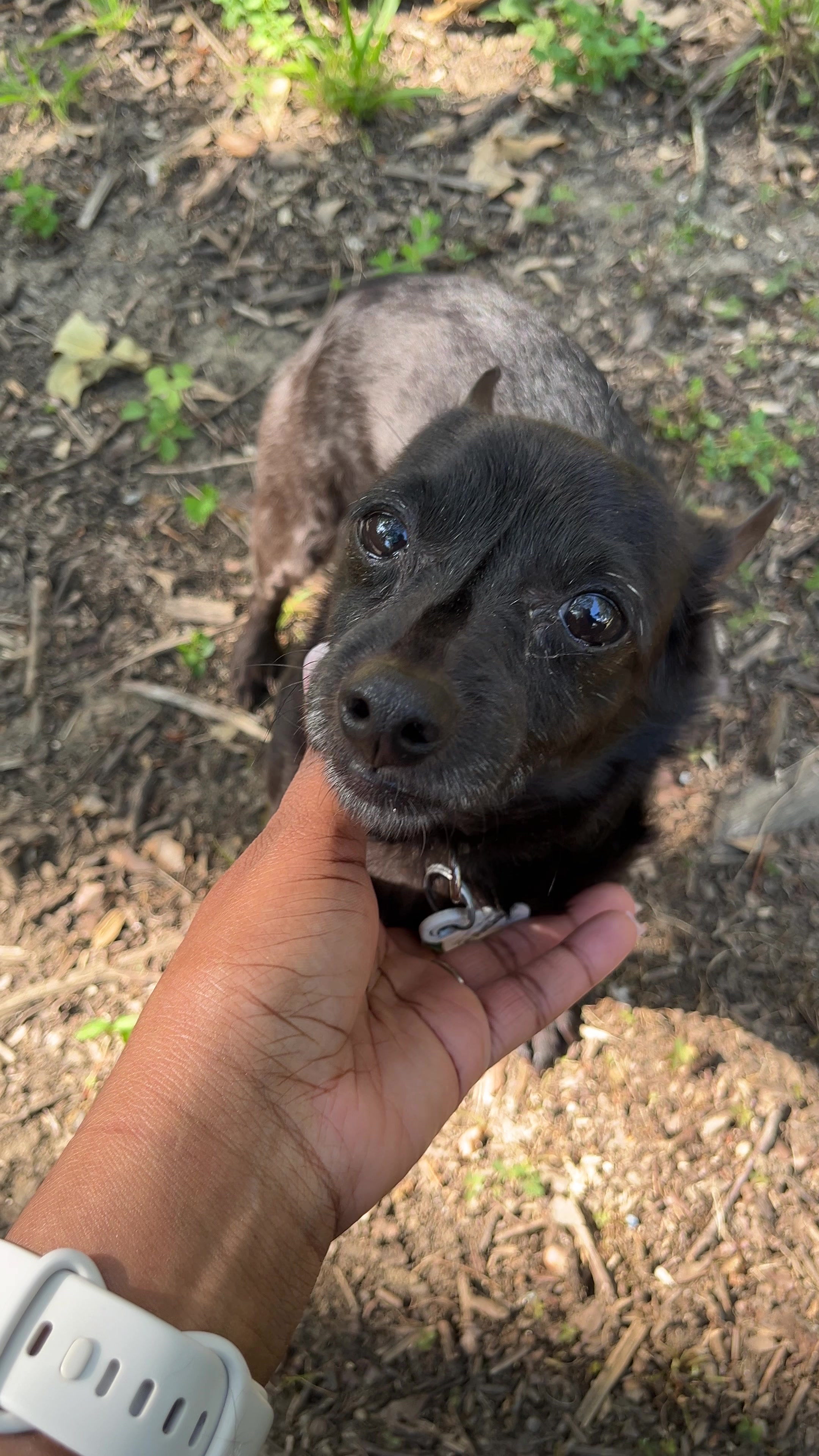 @Blackjack_Chihuahua