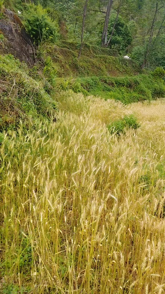 @Nermala sapokta