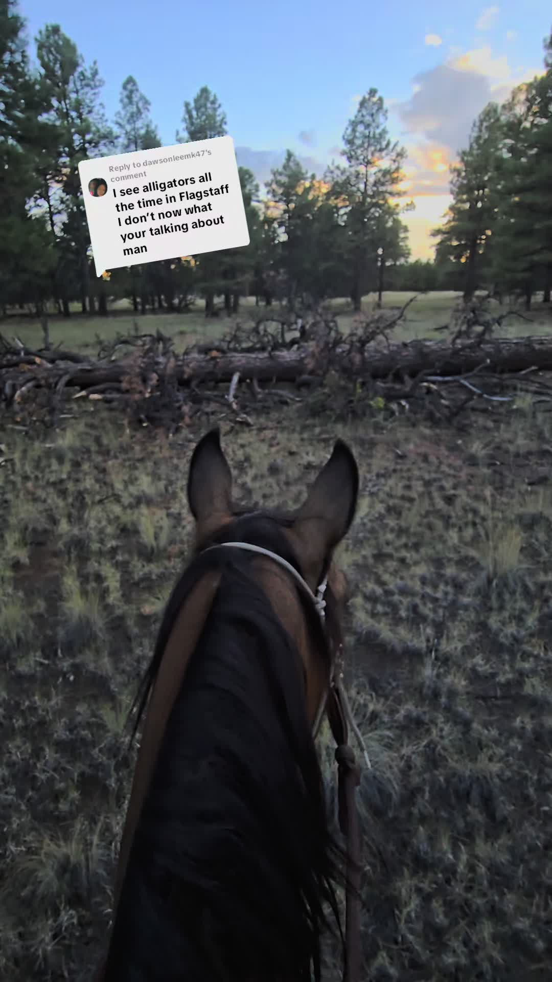 @🐎🐴picture perfect🐴🐎