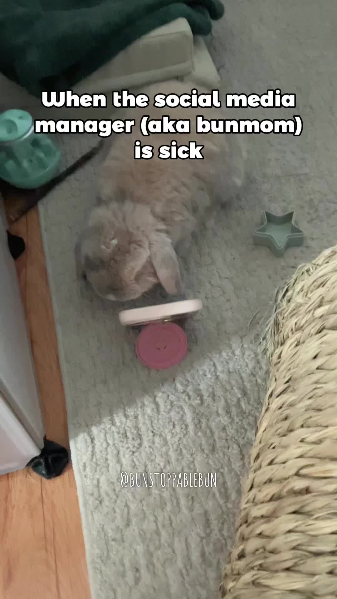 @BunBun, Mochi🌈, Chewy