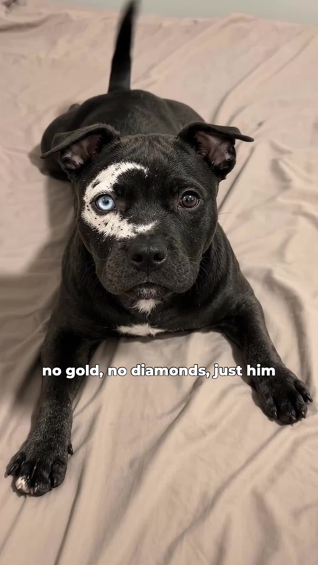 @moonfetches