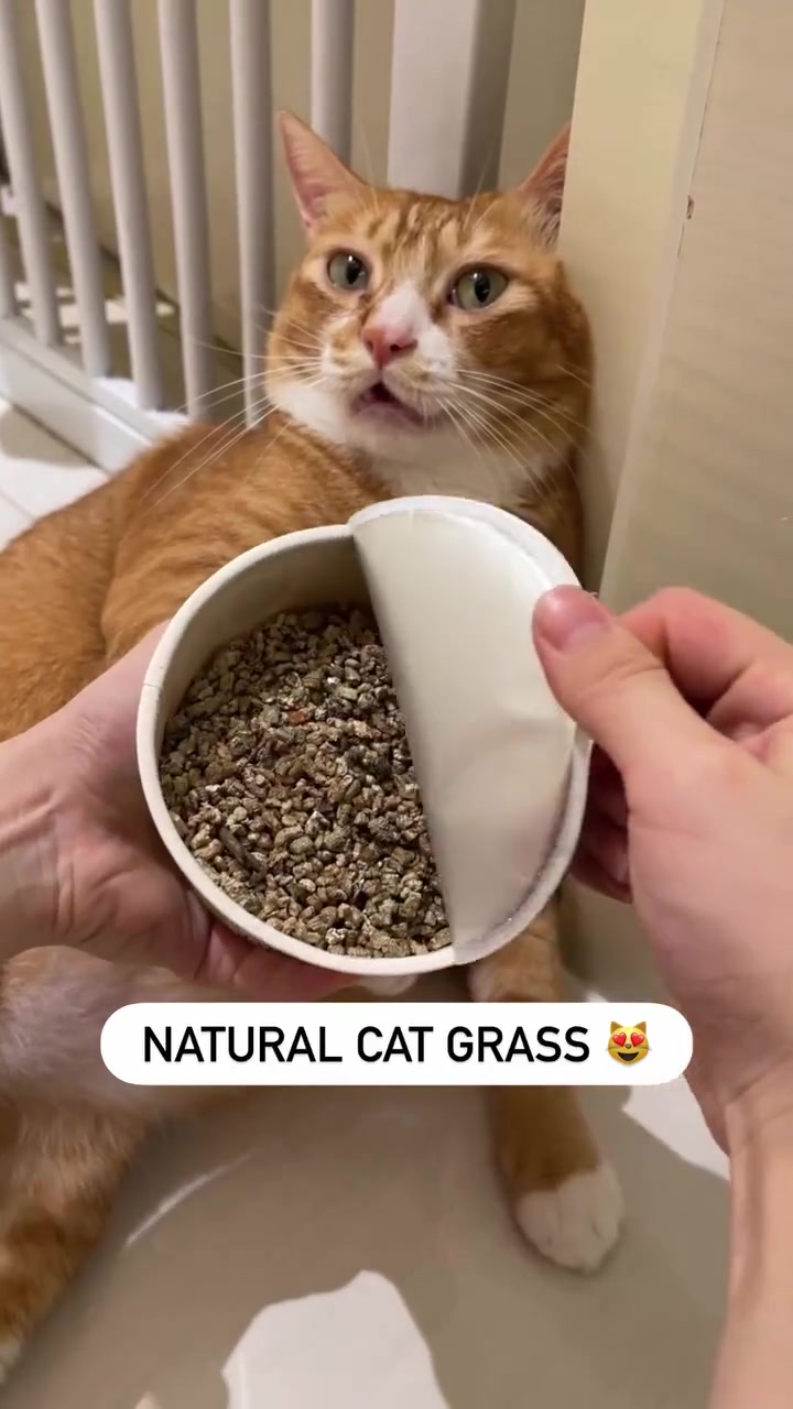 @gonzo_cats