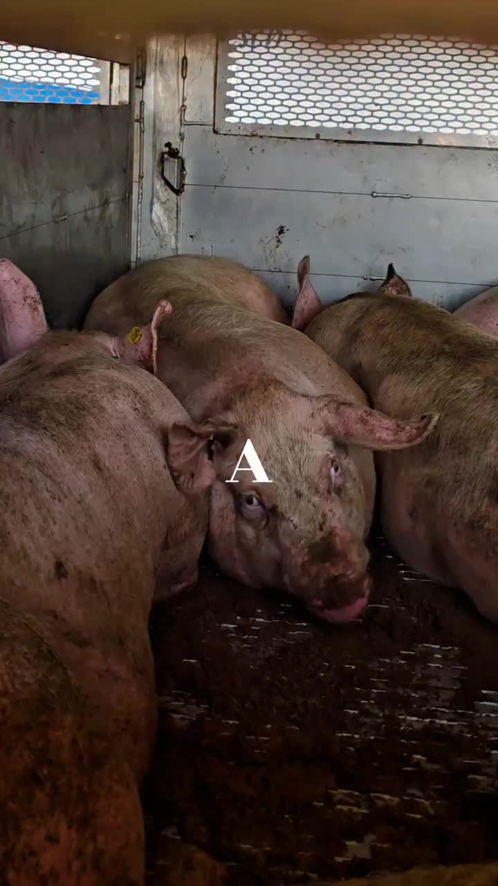 @Animal Save Movement