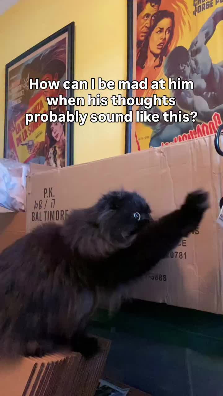 @Seamus the Scottish Fold