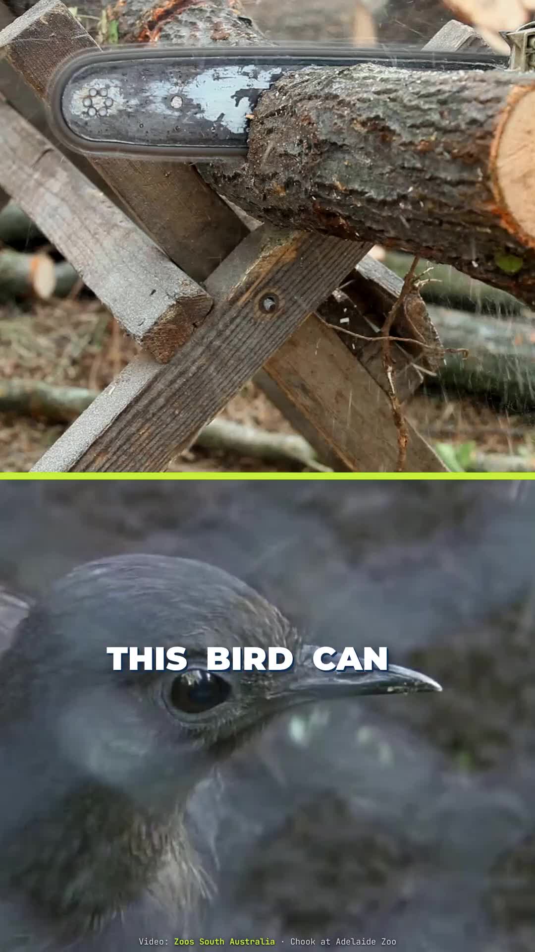 @Bird Lens