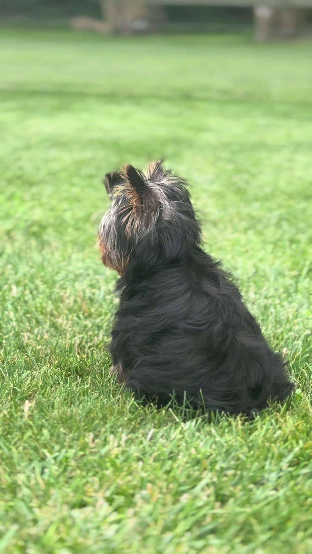 @Kimbrays Yorkies