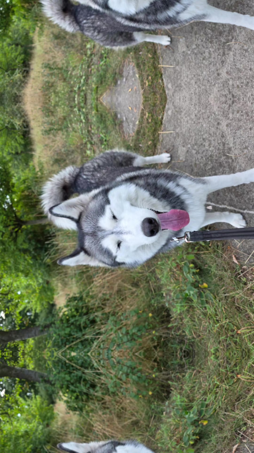 @Husky SkY&AmIgo