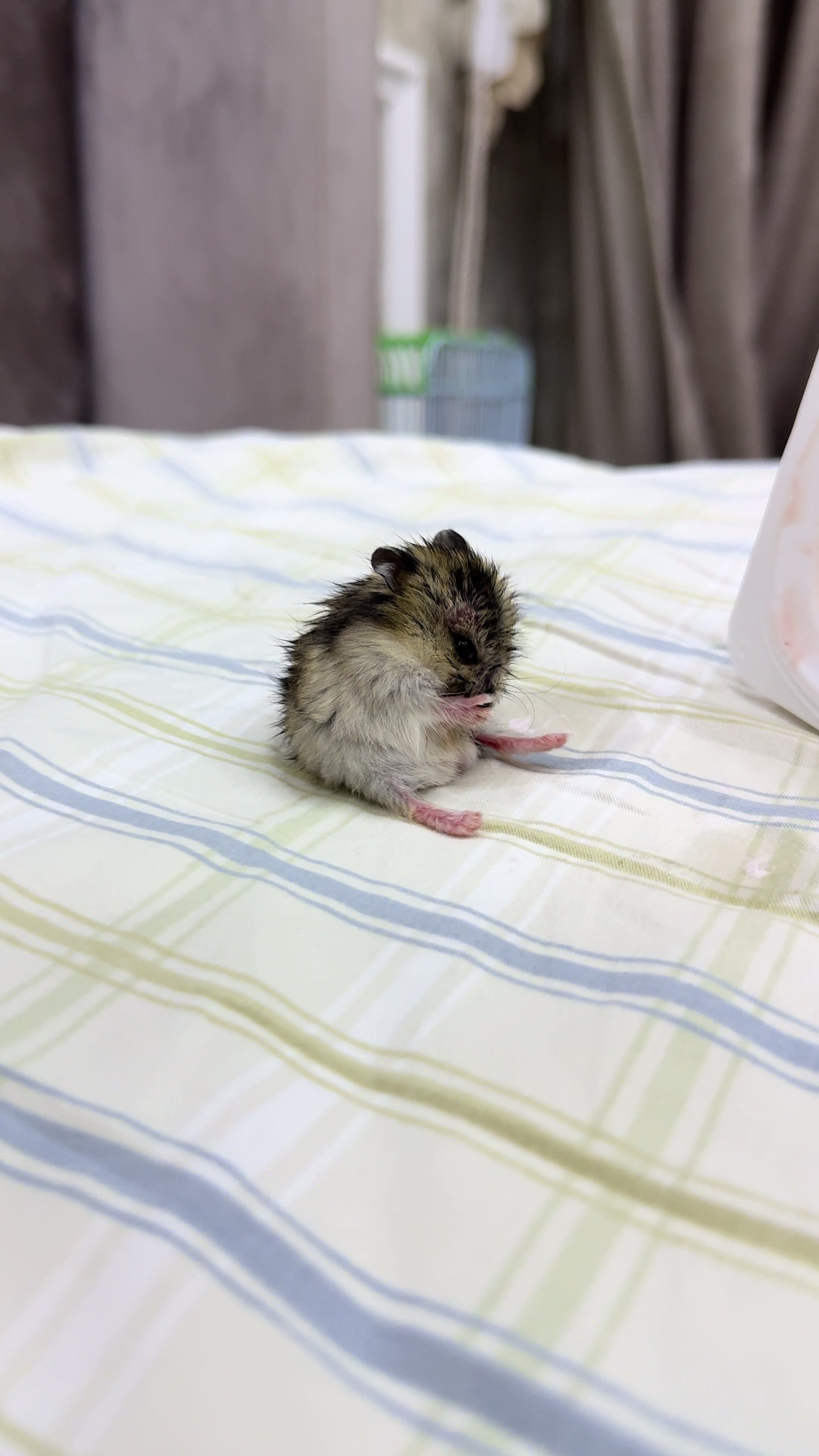 @hamster.cuppulu