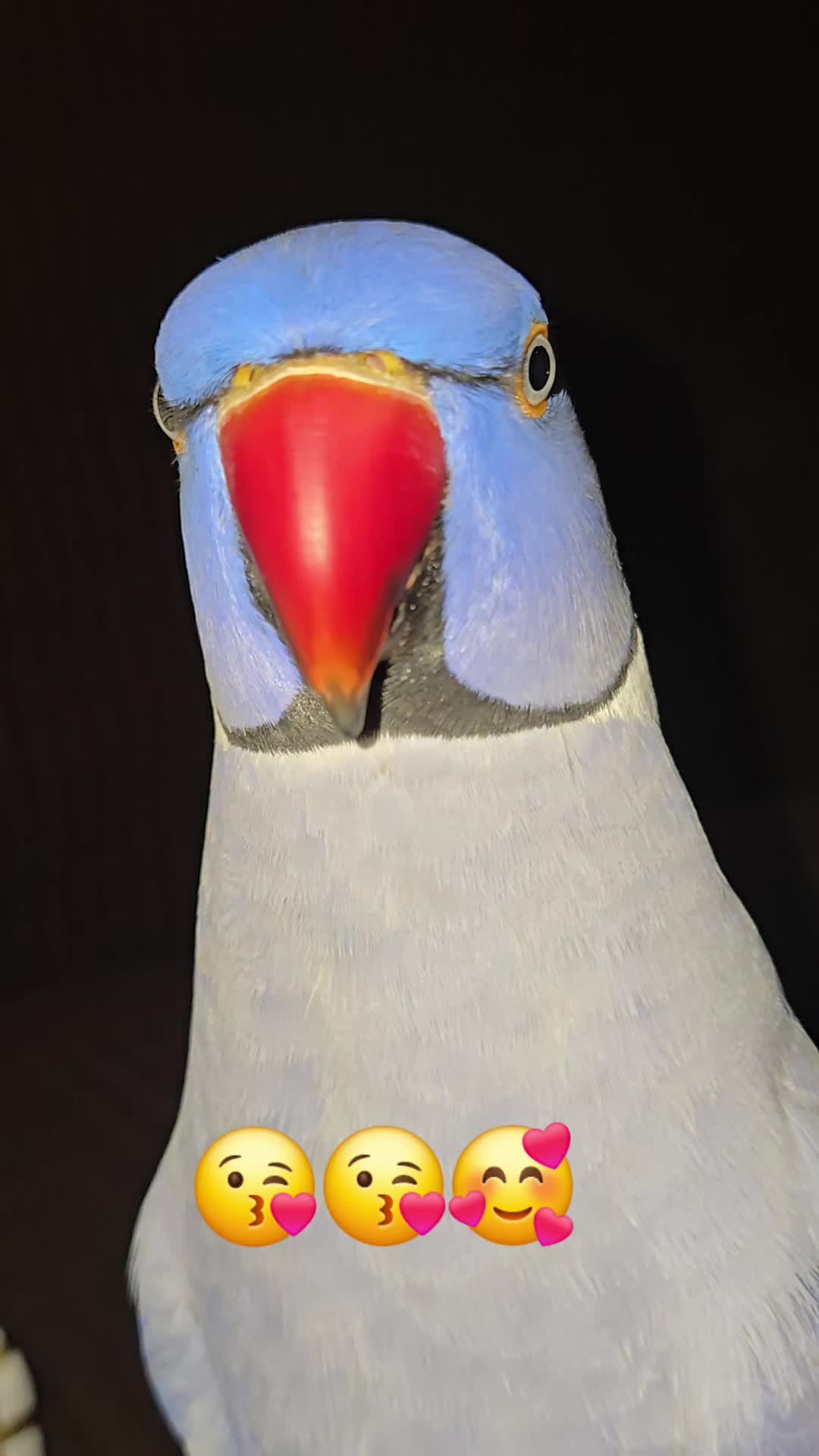 @lilotheparrot & Sky
