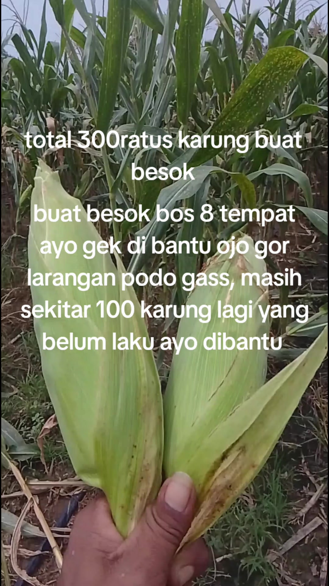 @MUHAMMAD RIZAL