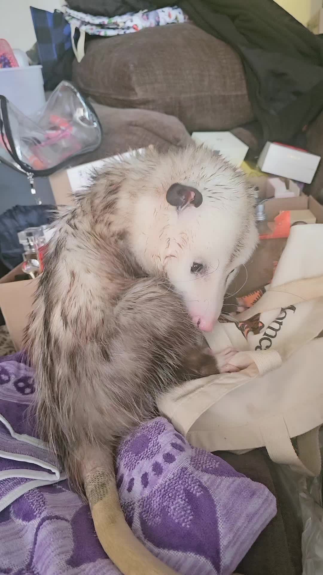@OPOSSUM/DOG MOMMA Dea