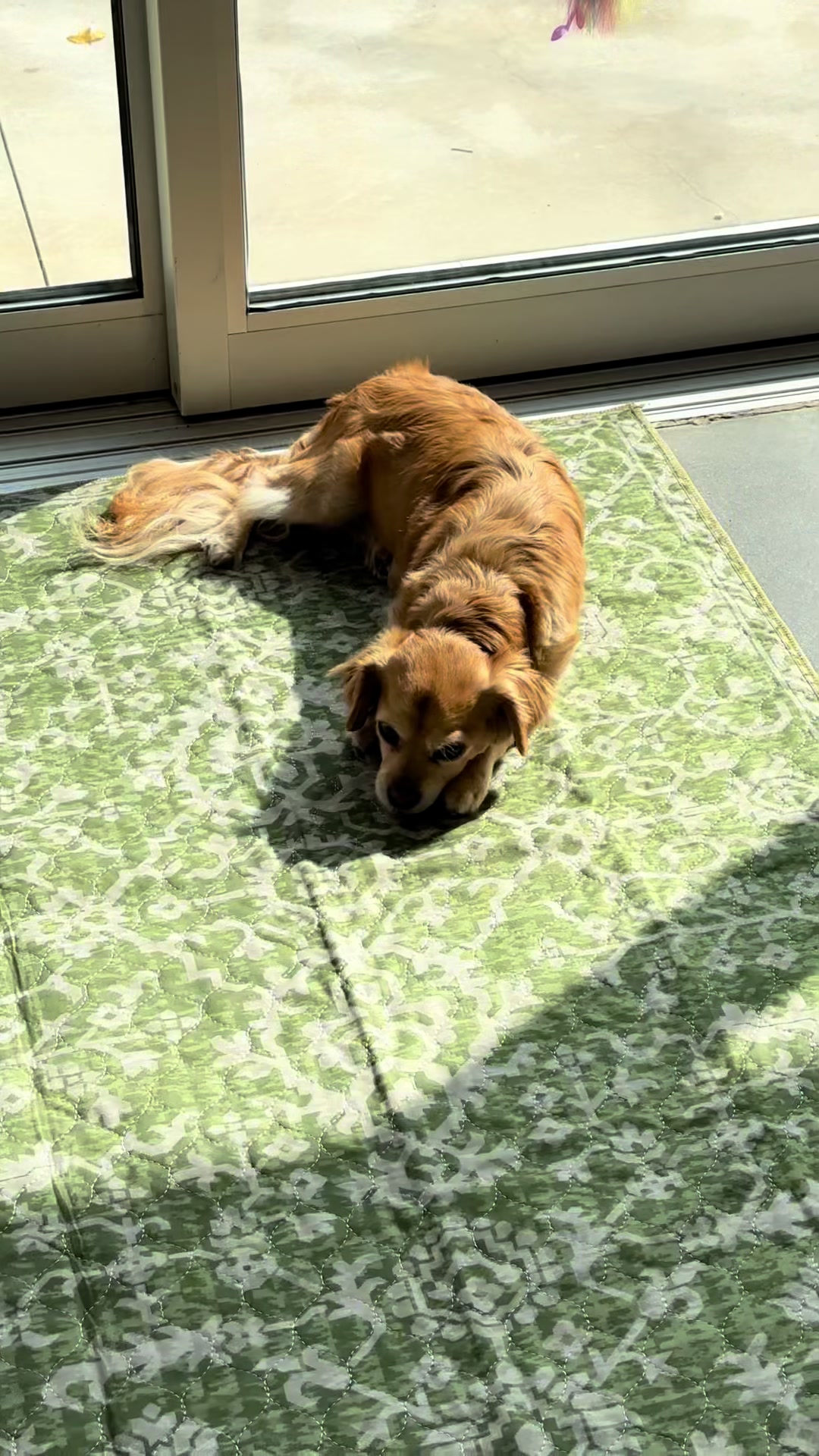 @Lovewag Pets