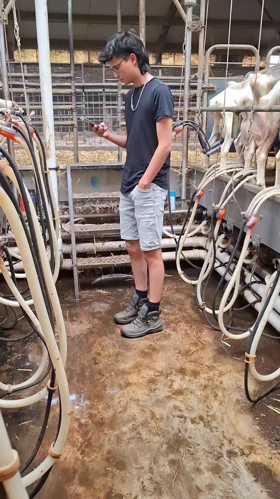 @schapenfokkerij l.kammeraad