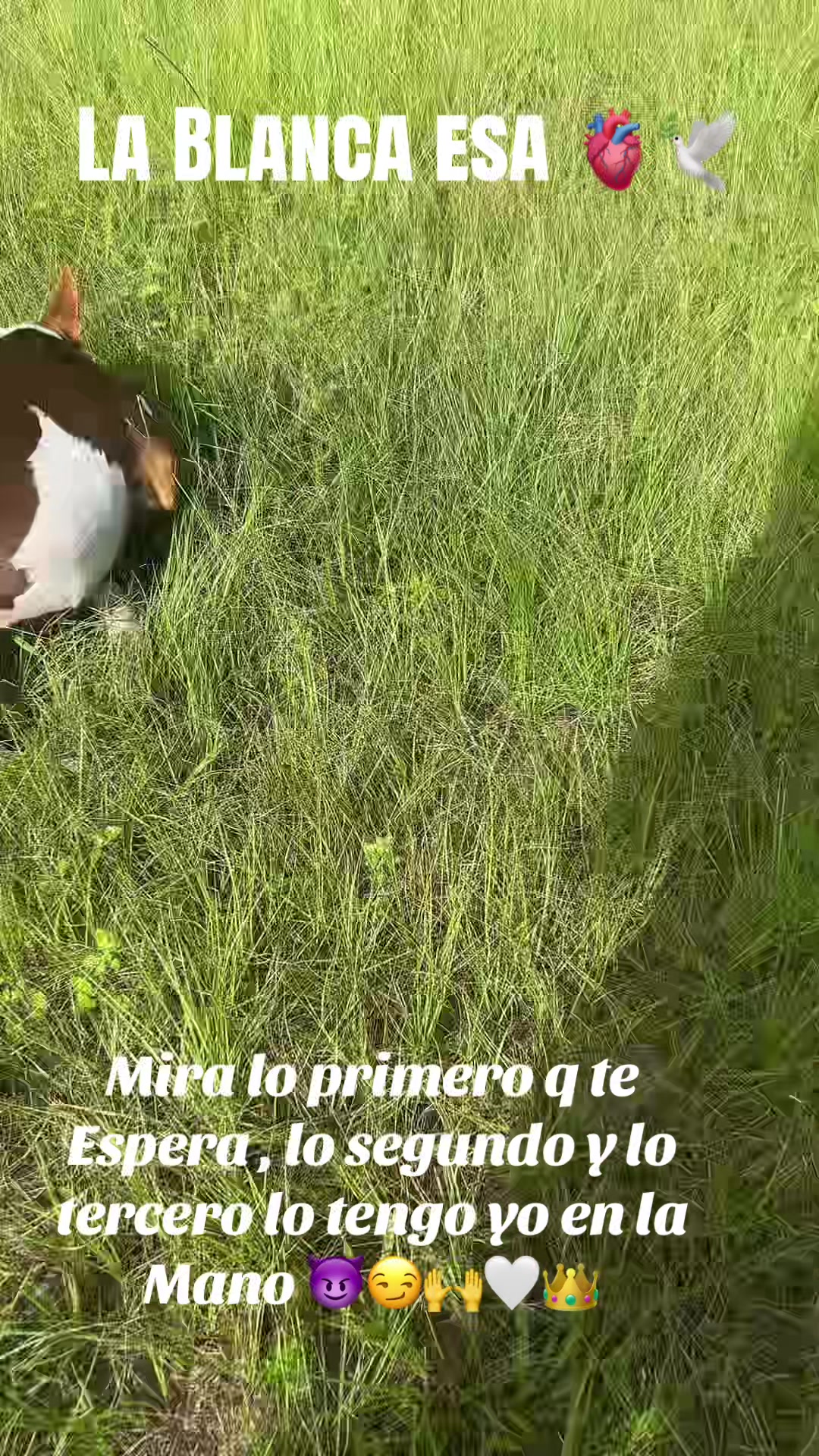 @Lacasadeeggun🤍🖤
