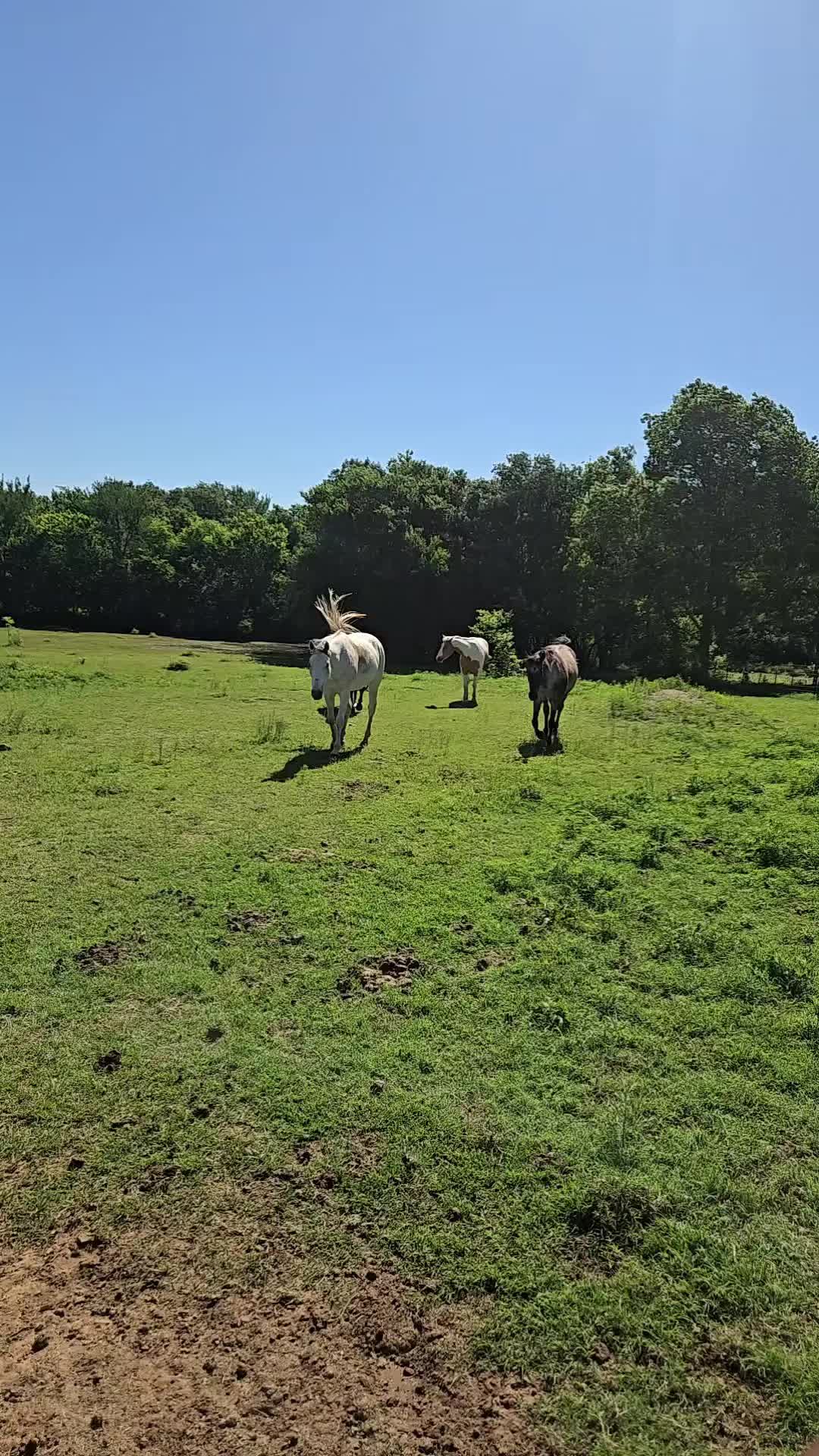 @Fonzy's Farm Rehab & Sanctuary