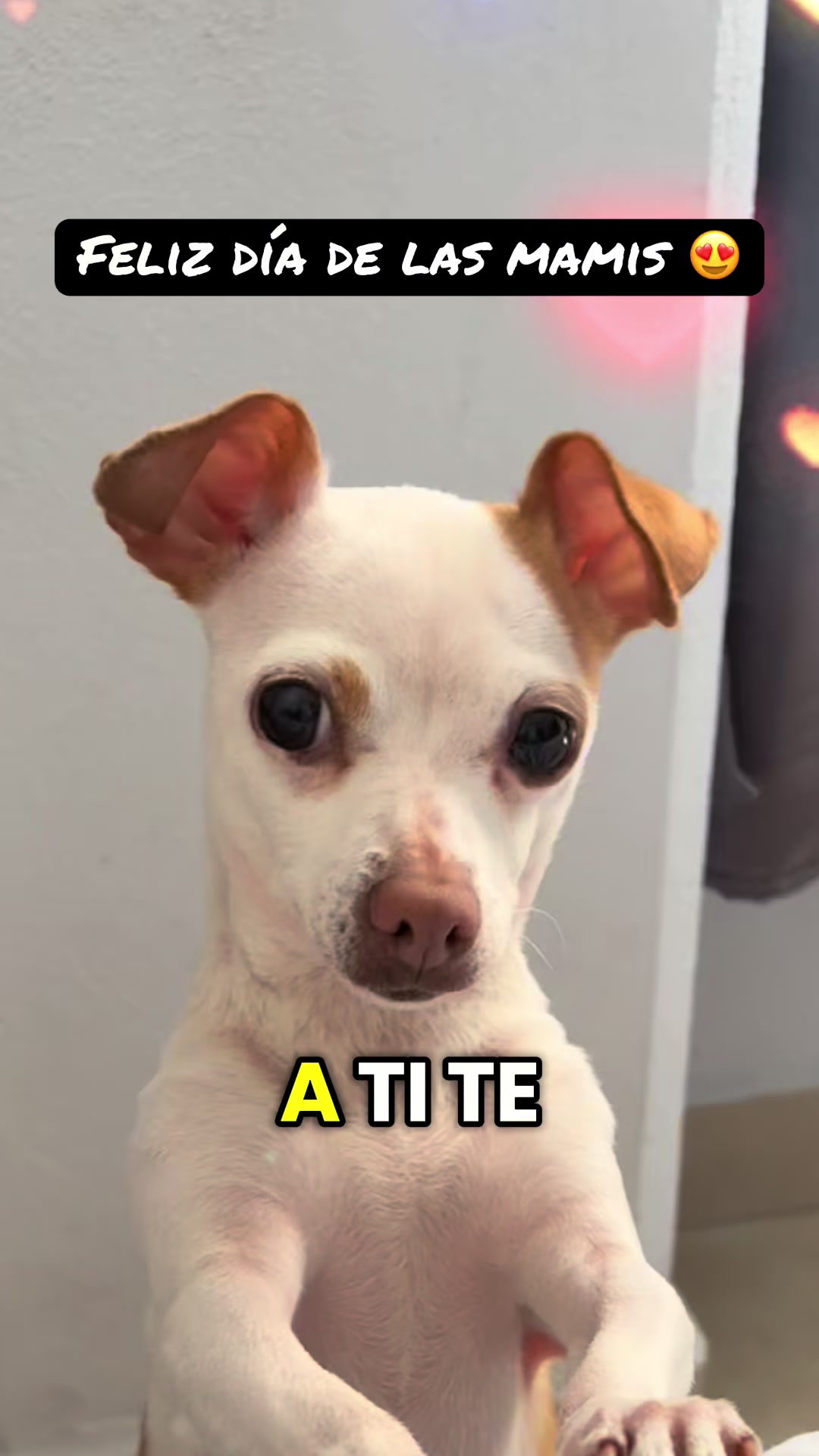 @galleta la chihuahua