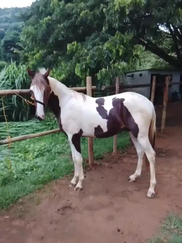 @Rancho beira mata🇧🇷🇺🇸