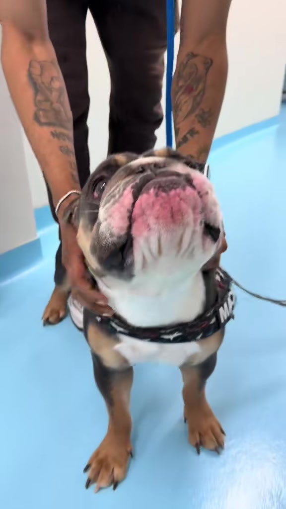 @Biscuits & Bath | Dog Retreat