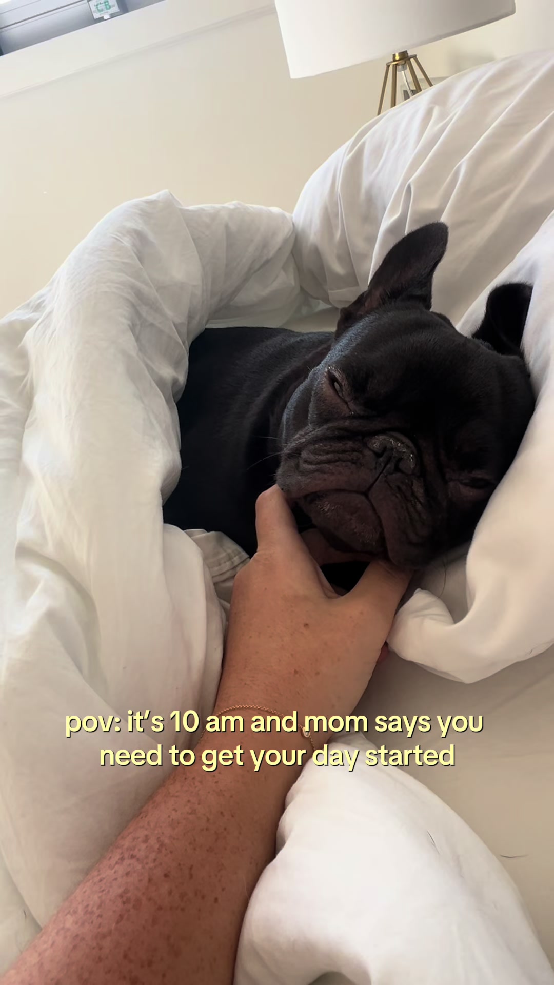 @Mabel the Frenchie