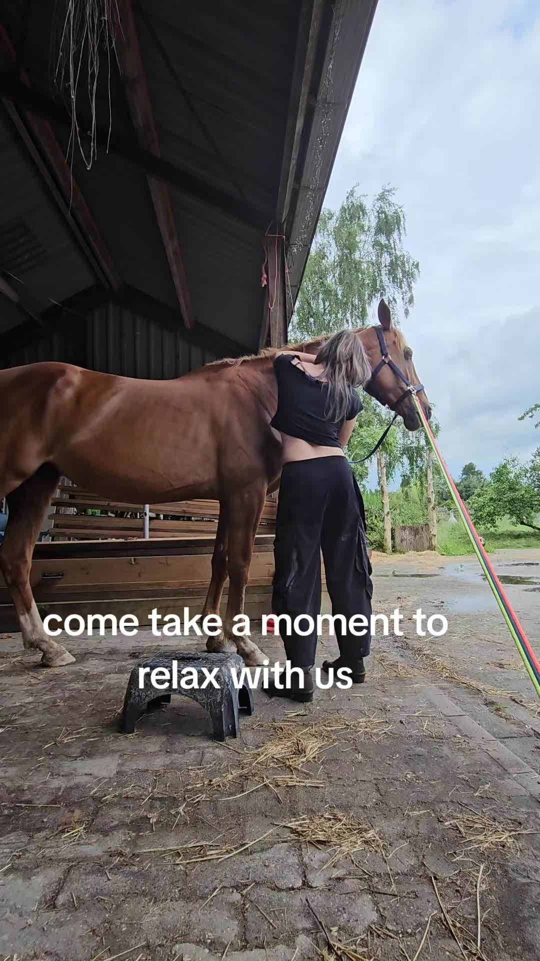 @Dino and horses