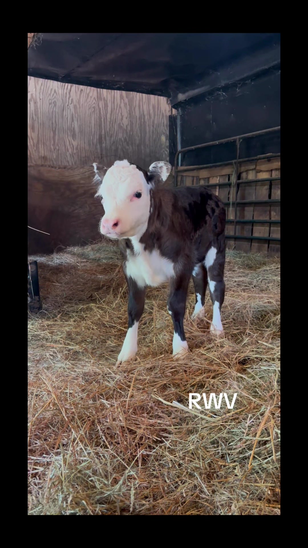 @RWV Land & Livestock