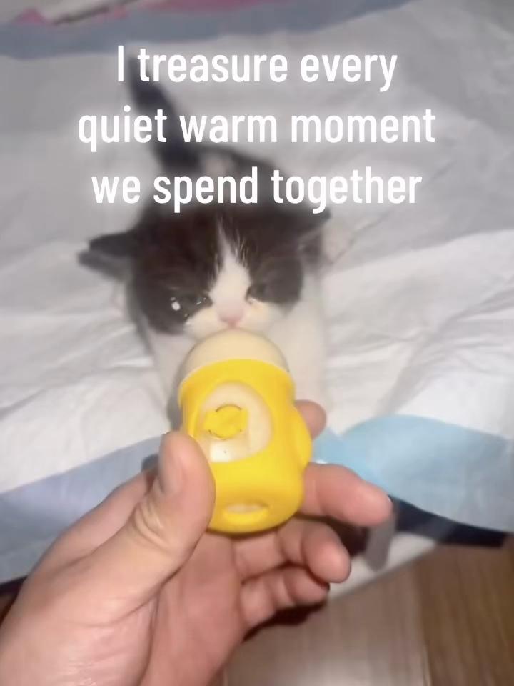 @catbosssss