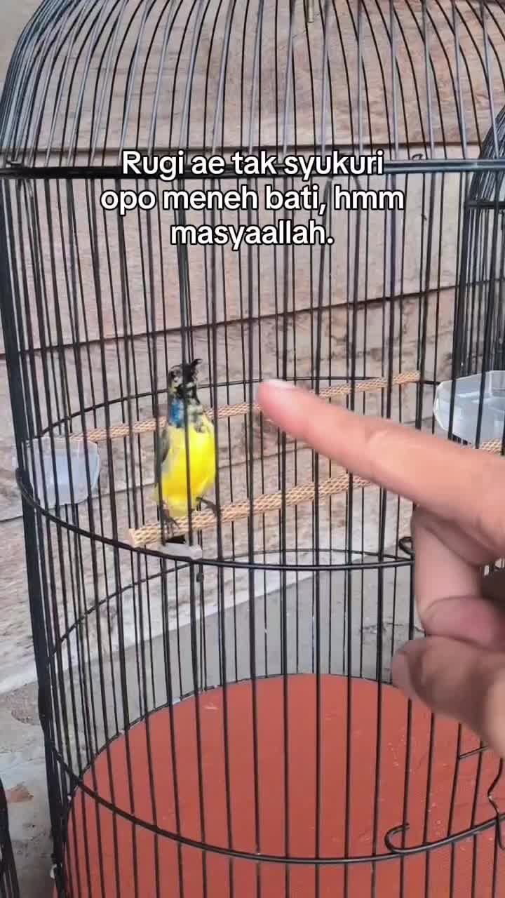 @SogonTobrut