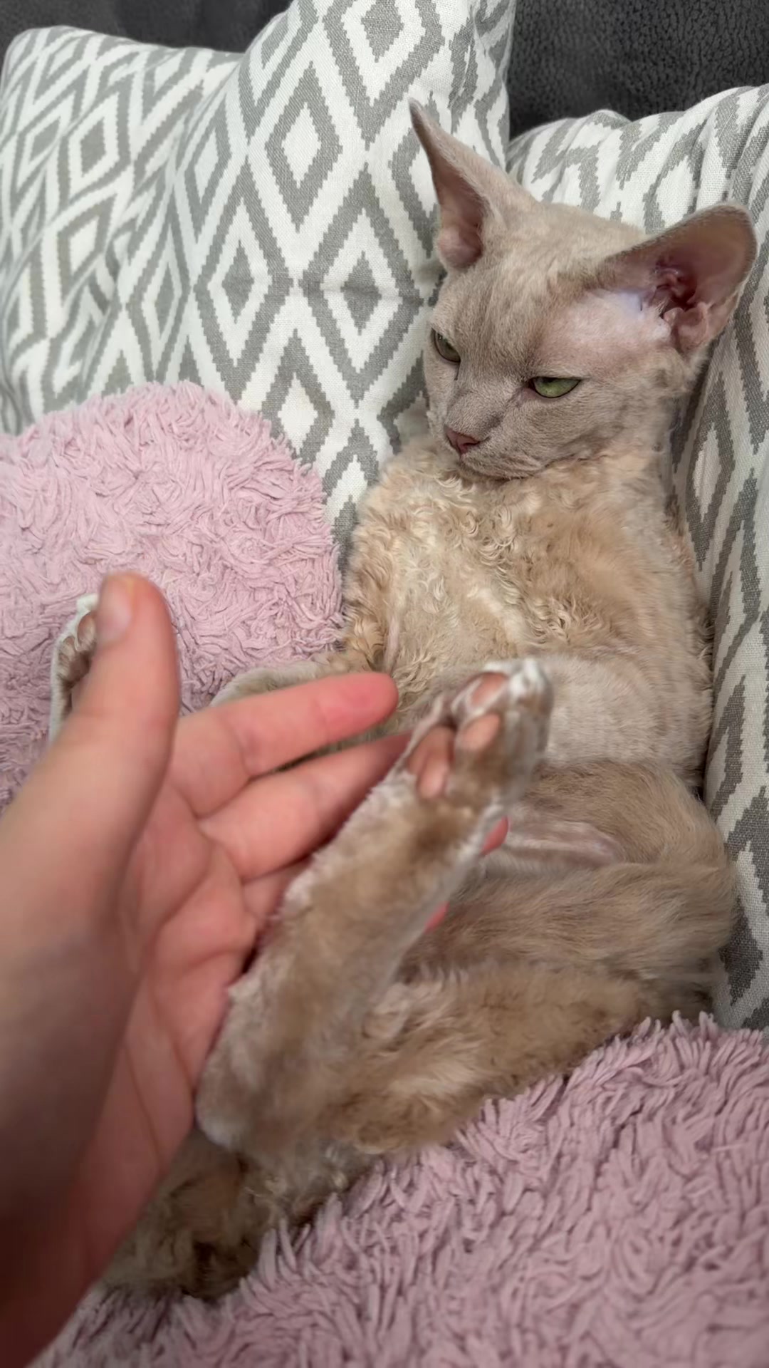 @TugbasCats