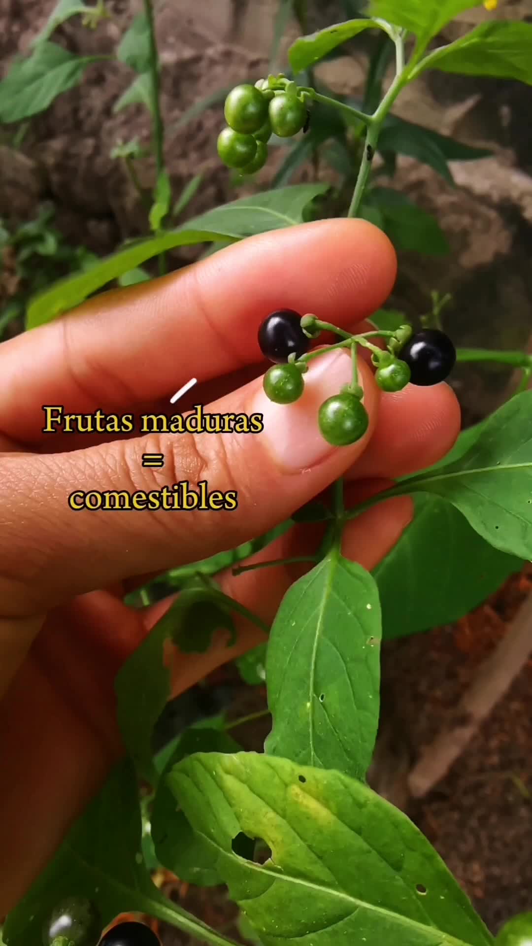 @Monte.sientovivo