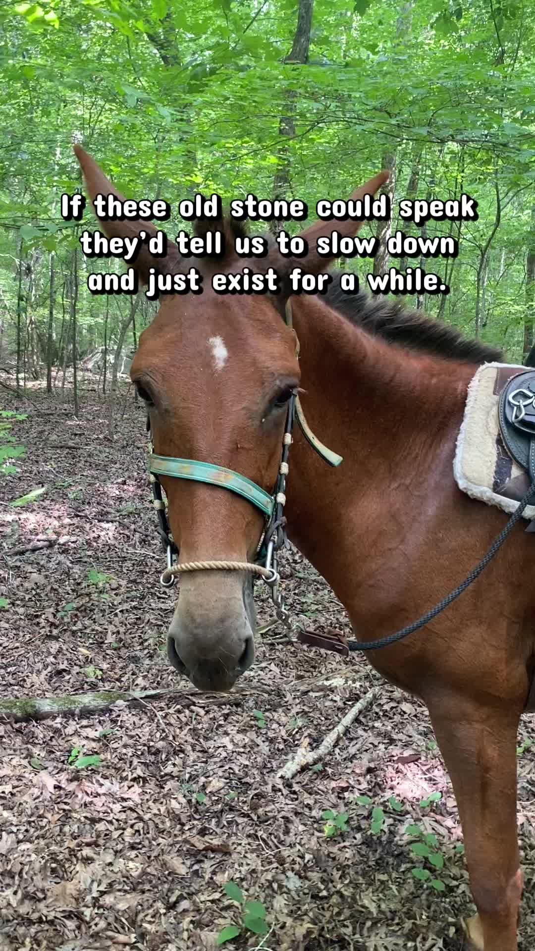 @SlowlaneFarm