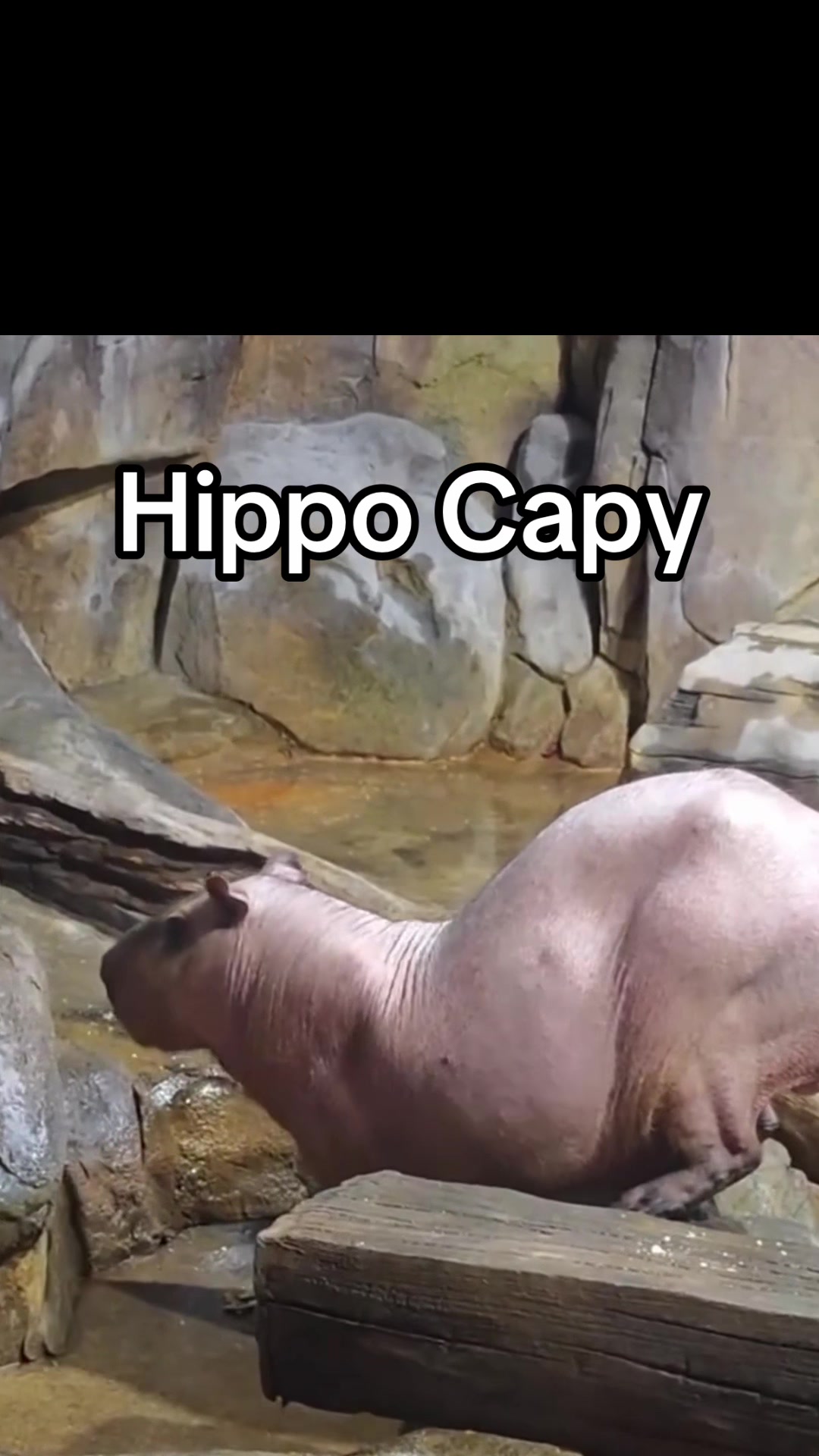 @Capybarabaramedia