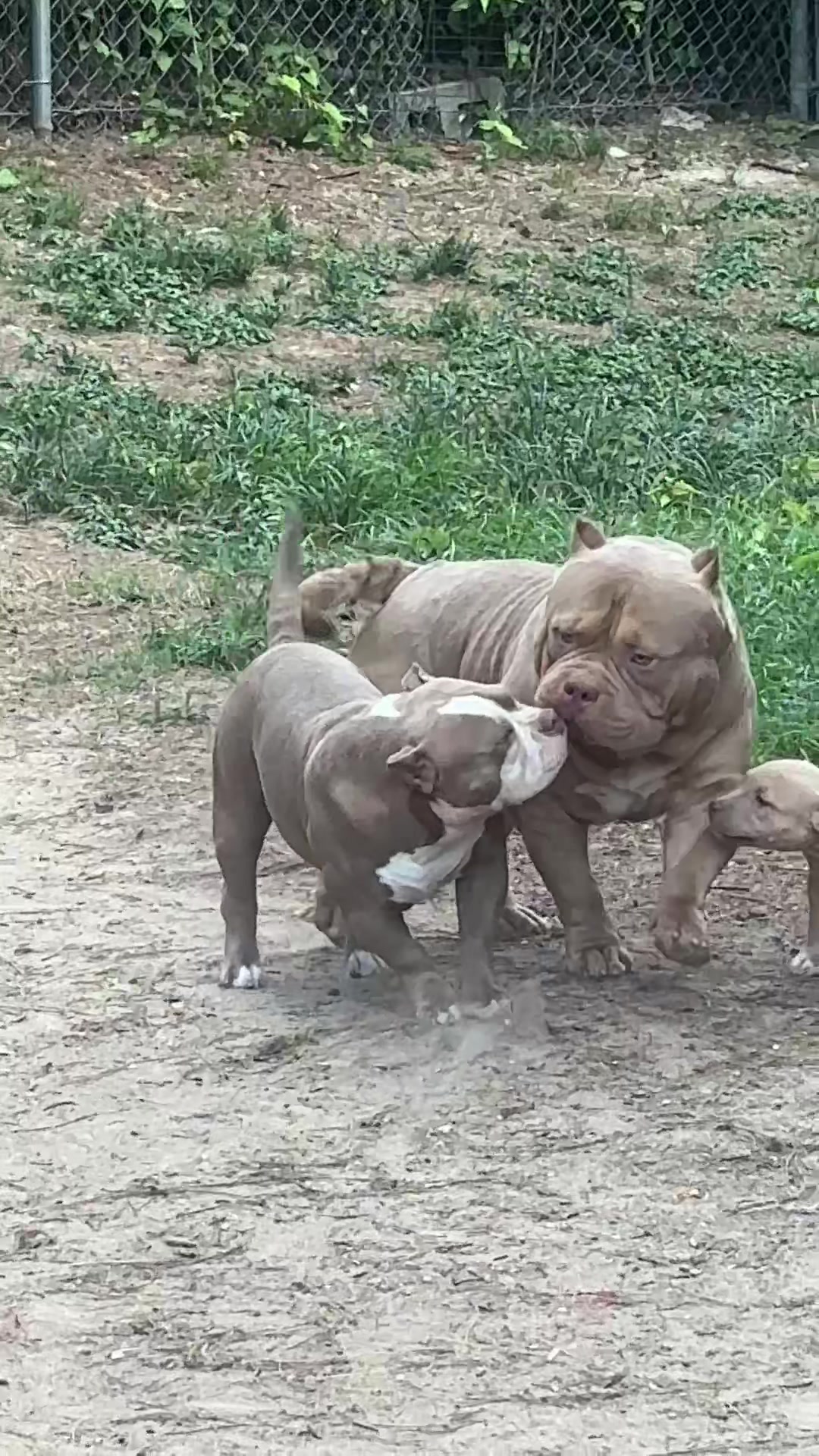 @Carters BullyHub