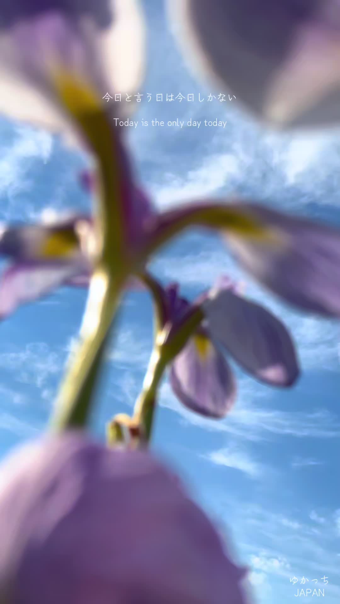 @ããã£ã¡ð¯ðµJAPANð»é¢æ±