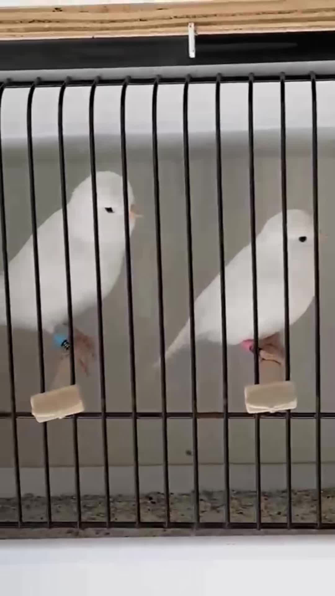 @AviarioUreña