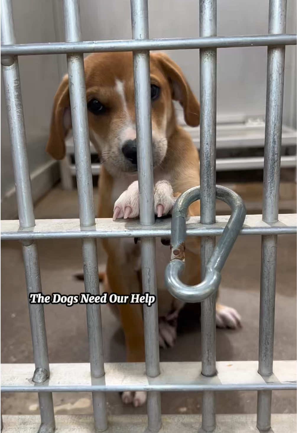 @The Dogs Need Our Help