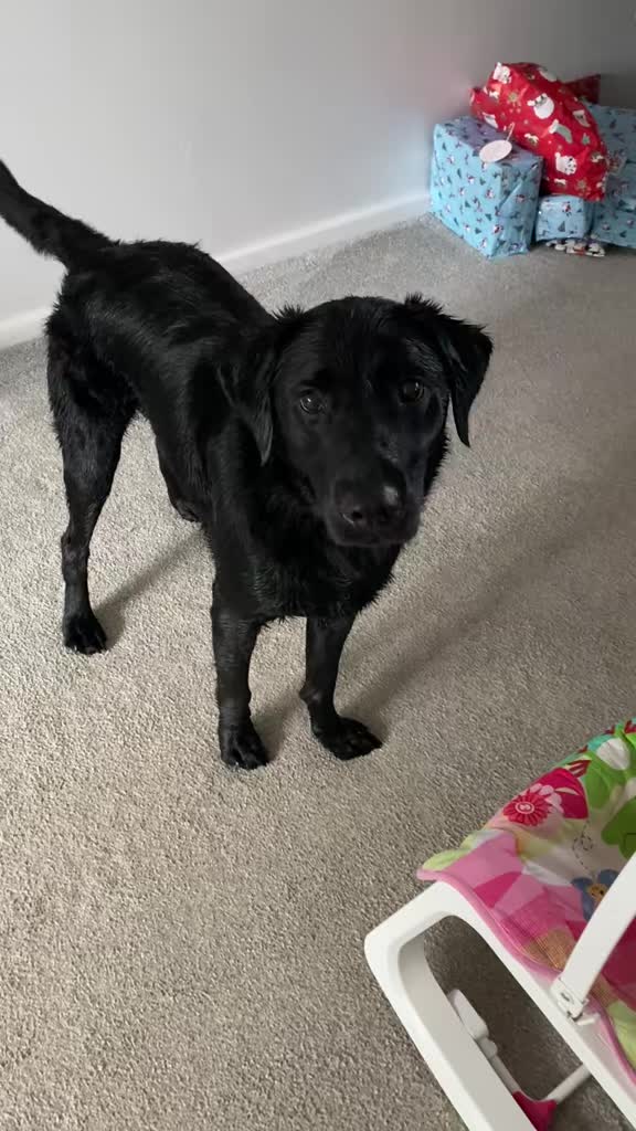 @Ruperttheblacklab