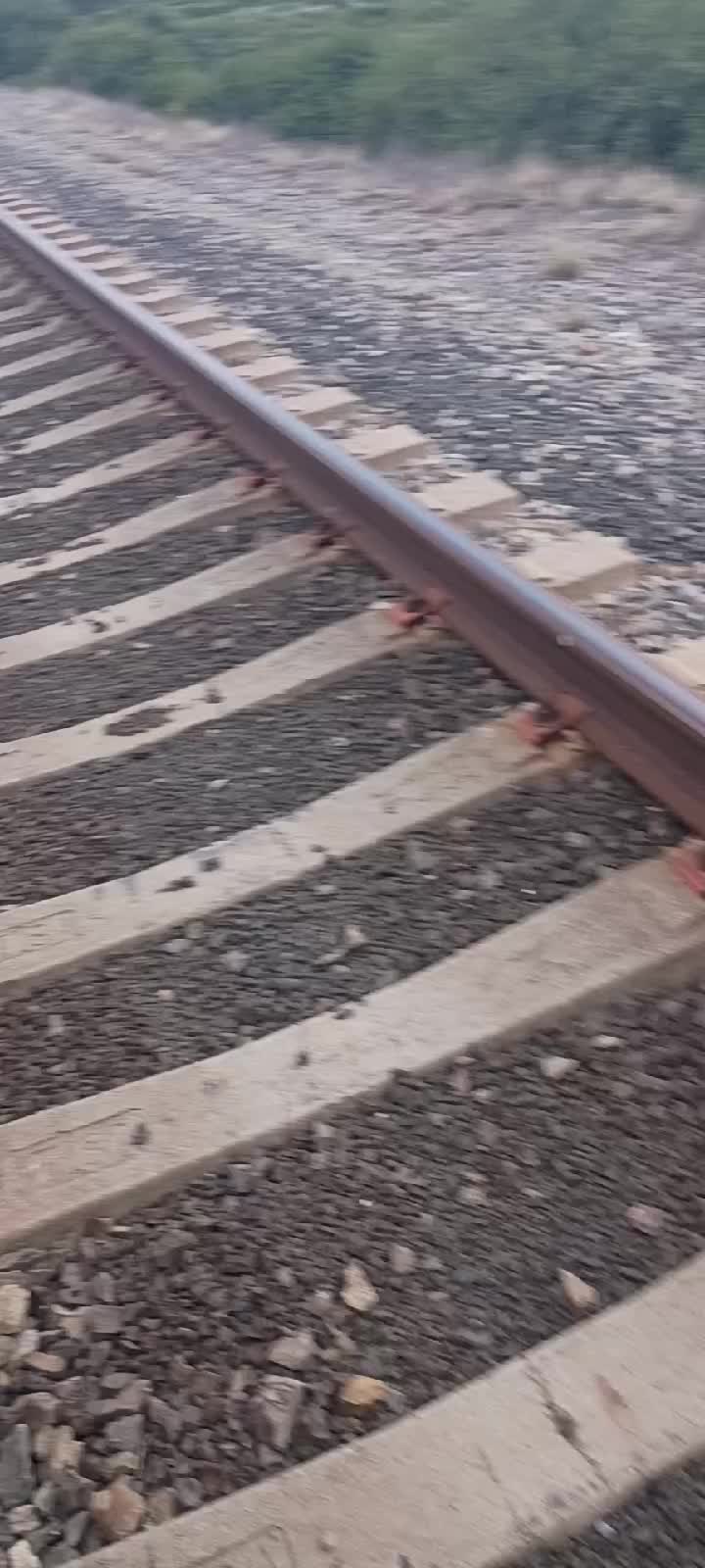 @Vazquez conejo