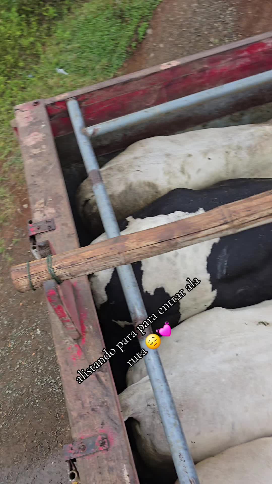 @🐓TU GALLO FINO 🐓
