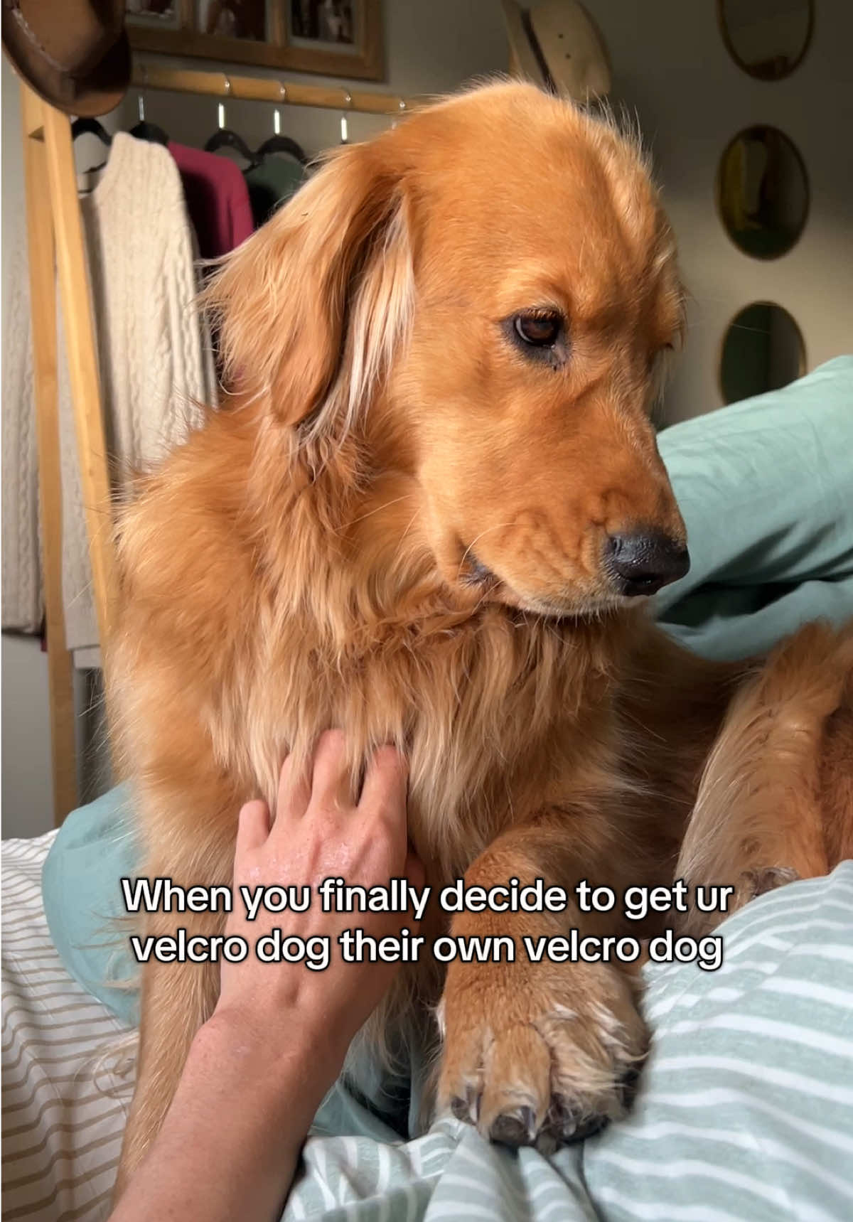 @Pacha and Bucket the Goldens